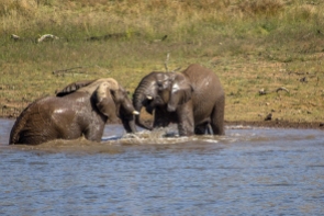 Elephants playing in the water hole