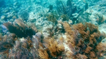 The reef near Playa Tamarindo